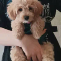 سگ پودل|سگ|قم, هفت تیر|دیوار