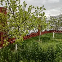 باغ دور دیوار
