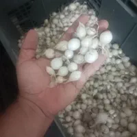 پیاز غده ای مینروا دستگیری