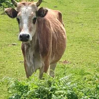 گاو لیشه چالوسی