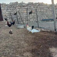 خروس|حیوانات مزرعه|سرپل ذهاب, |دیوار