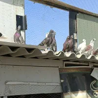 کبوتر پرشی|پرنده|صباشهر, |دیوار