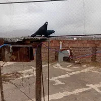 دوتا کلاغ گوهک کفتر سوراخ