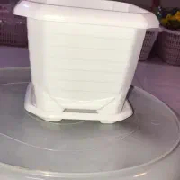 گلدان|گل و گیاه طبیعی|بندرعباس, |دیوار