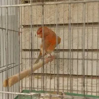 قناری نر اوپال دارچینی|پرنده|اصفهان, مرداویج|دیوار