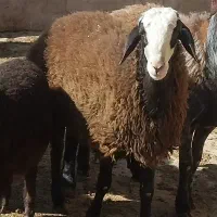 بره نر فروشی