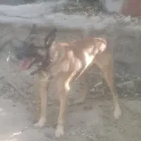 سگ مالینویز نر