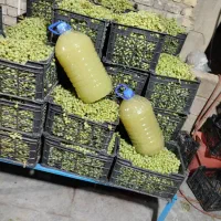 آبغوره دشمن زیاری