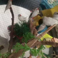 فنچ نرماده تخم جوجه ای