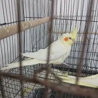 جوجه دونخور