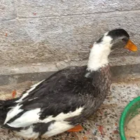 اردک نر بسیار زیبا و شاداب و باهوش