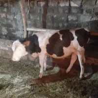 گوساله نرسمینتال