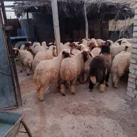 بره|حیوانات مزرعه|دشت عباس, |دیوار