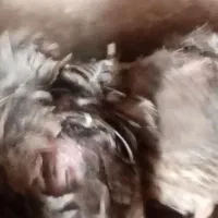 فروش غاز و بلدرچین|حیوانات مزرعه|شاهرود, |دیوار