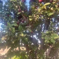 3000متر-زمین-کشاورزی