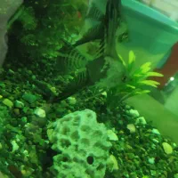 ماهی آنجل|ماهی|بجنورد, |دیوار