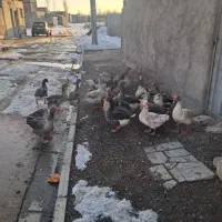 غاز اهلی طبیعی|حیوانات مزرعه|اردبیل, |دیوار