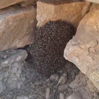 عسل طبیعی درمان انواع بیماری ها