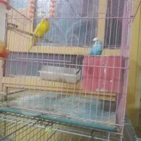 مرغ عشق ویه جفت عروس هلندی مولد|پرنده|نورآباد, |دیوار