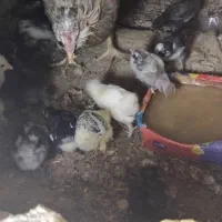 تخم مرغ نطفه دارسلطان|حیوانات مزرعه|فلاورجان, |دیوار