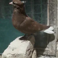 دم سفیدبدون رخ ۱۴ دم پاک|پرنده|چناران, |دیوار