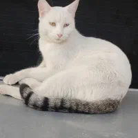 گربه عقیم شده ماده 3ساله