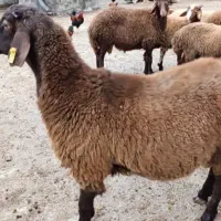 گوسفند بره ، کشتاری و گوشتی|حیوانات مزرعه|نکا, |دیوار