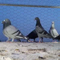 ده تا کفتر آلمانی