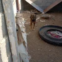 توله سگ آلابای دم کوتاه|سگ|رباطکریم, حصار مهتر|دیوار