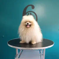 پامرانین (وارداتی)|سگ|تبریز, |دیوار