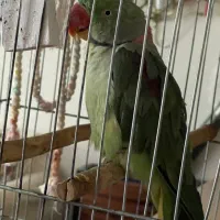 حیوانات گمشده