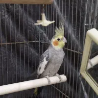 عروس هلندی ابلغ نر