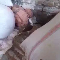 فروش کبوتر|پرنده|فسا, |دیوار