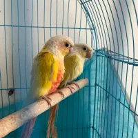 گرینچیک جفت سانچیک و مونچیک