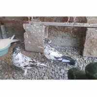 کفتره جفت قاره جوان و ذات دار|پرنده|یزد, |دیوار