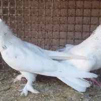 کبوتر اصفهانی