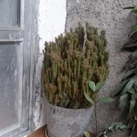 فروش گل  طبیعی