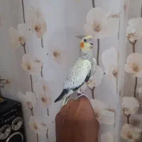 عروس هلندی کبوتر سهره قناری فنچ مرغ عشق