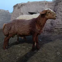 بره و قوچ