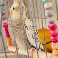 عروس هلندی ماده