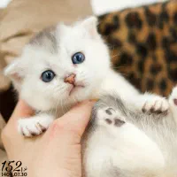 بچه گربه اصیل|گربه|تبریز, |دیوار