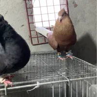 سرخ دمسفیدنر