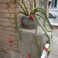 گل کاکتوس ماری