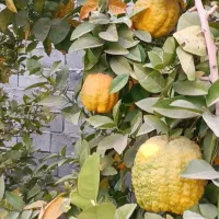 بالنگ تازه و درشت ارگانیک