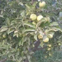 فروش باغ و ویلا در گاز یولی دهستان