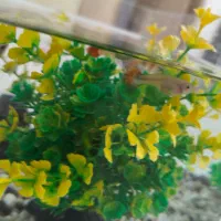 ماهی گوپی|ماهی|زرند, |دیوار