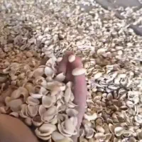 فروش تناژ پوست پسته خشک بادام درختی..گردو..