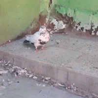 چندعددکبوتر|پرنده|ایلام, |دیوار