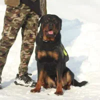 روتوایلر نر ۳ ساله