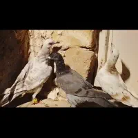 ۶تا هفرنگ خطی مقلف درجه یک